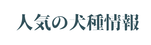 人気の犬種情報
